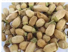 戴拿奥特曼-AYXSPORTSAPP